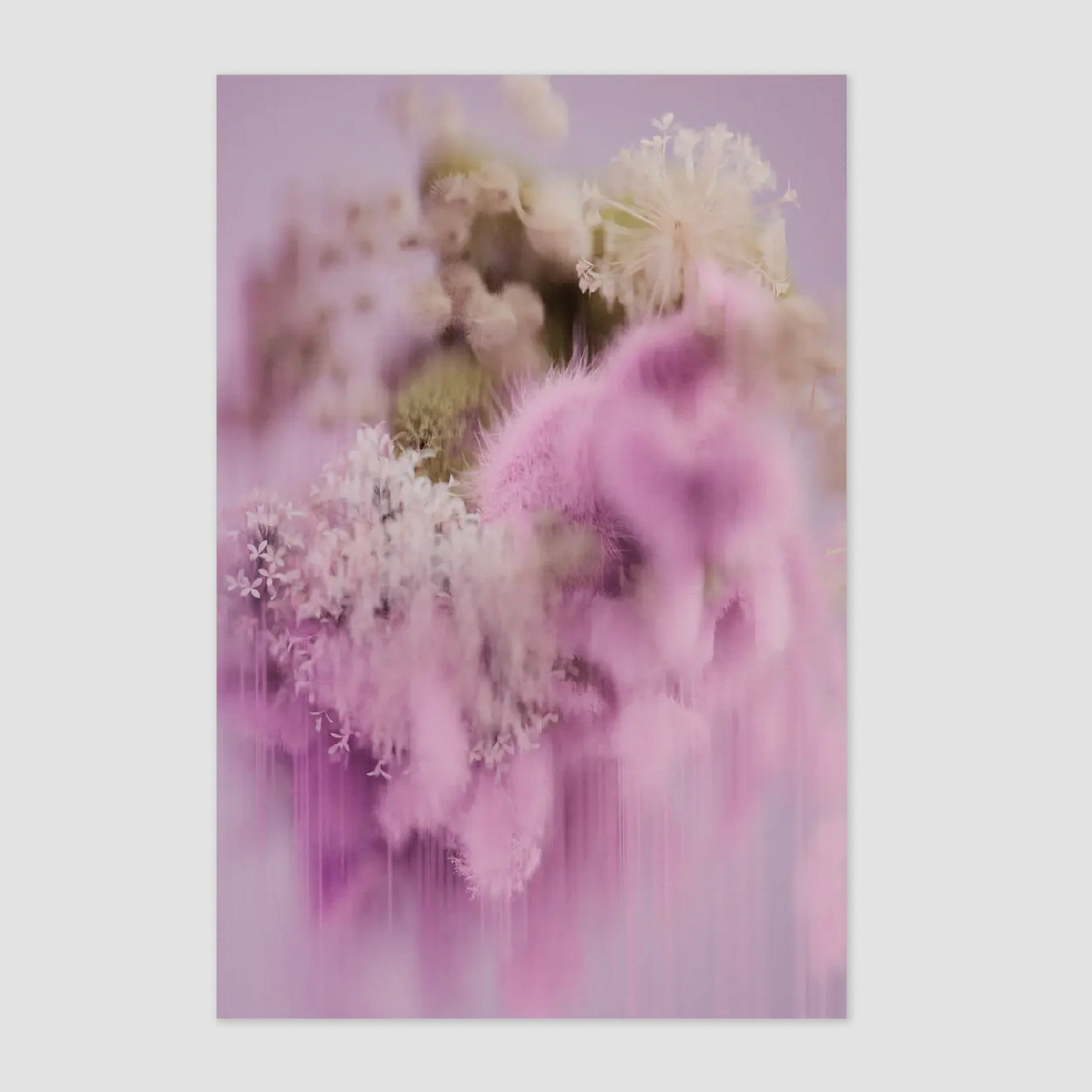 Pollination of Hortensia Carpet