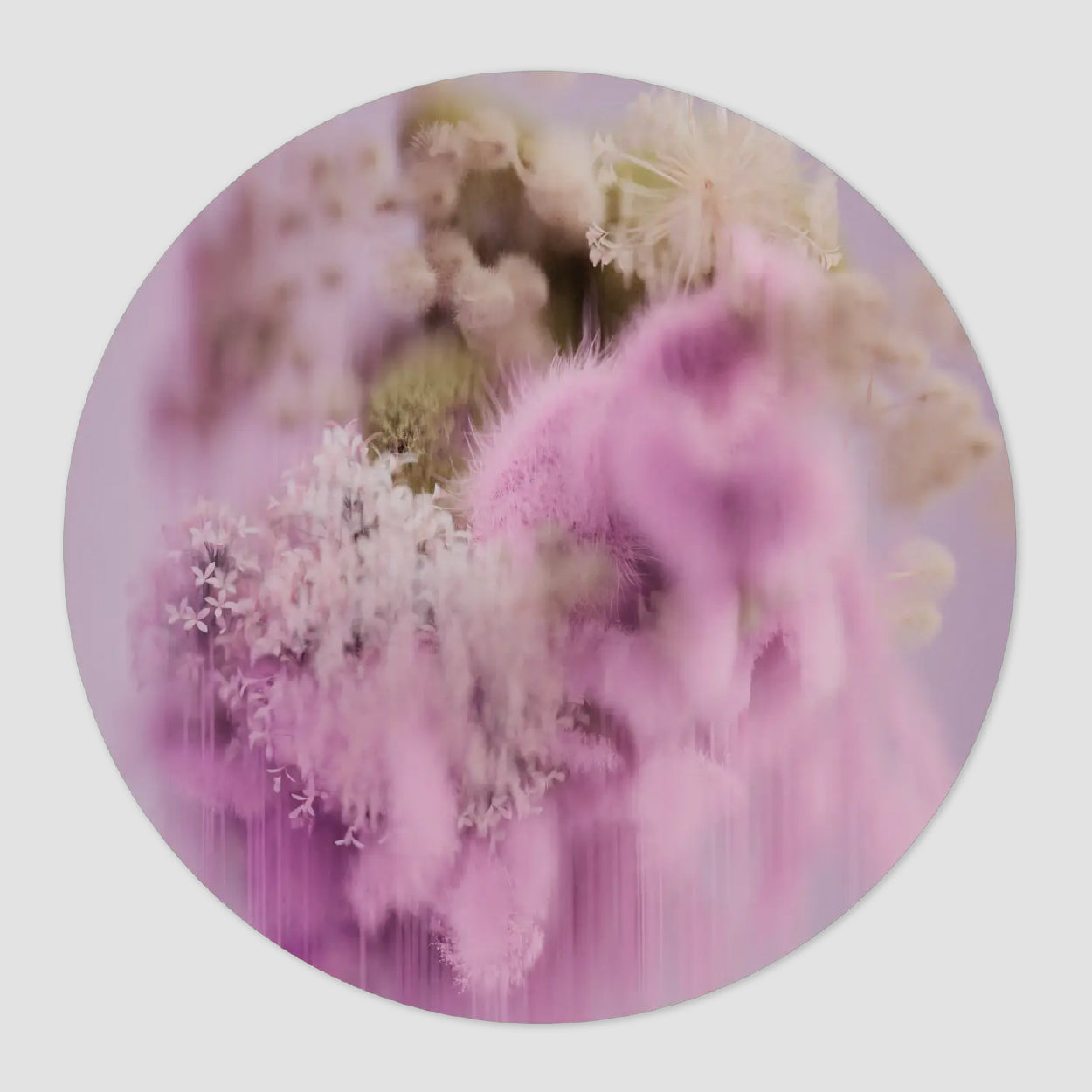 Pollination of Hortensia Carpet